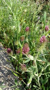 Trifolium purpureum Lois.3