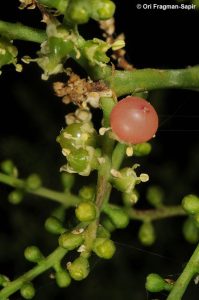 Salvadora persica L3